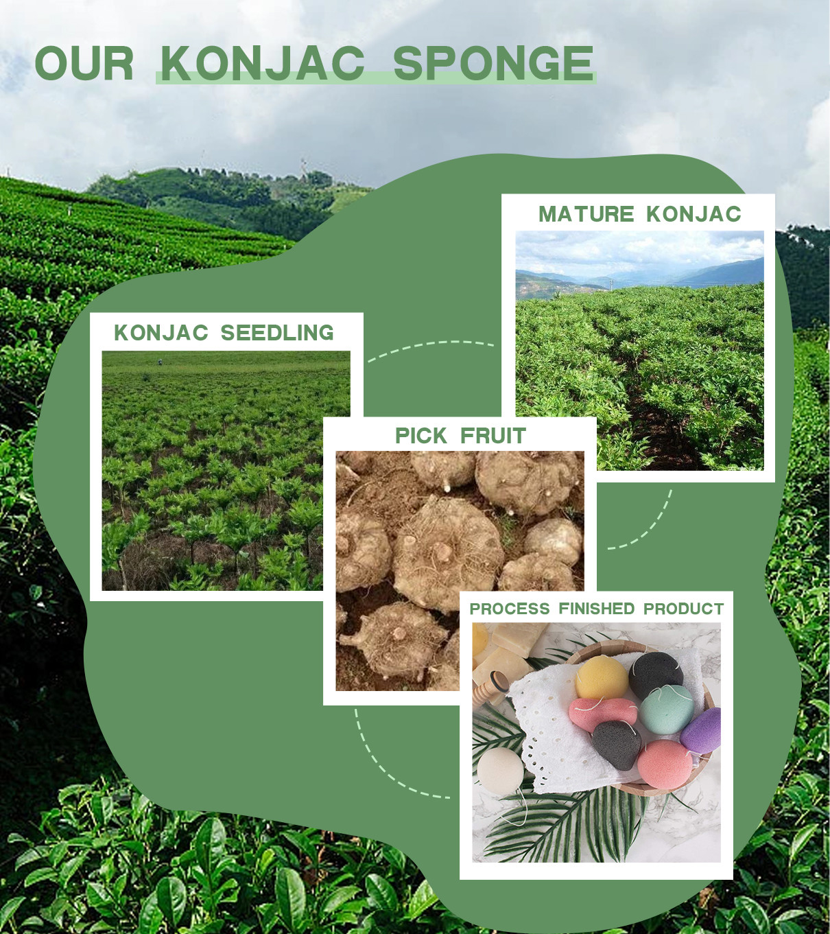 Laatste bedrijfscasus over Konjac de Sponsen worden afgeleid uit de Knol van Installatiekonjac